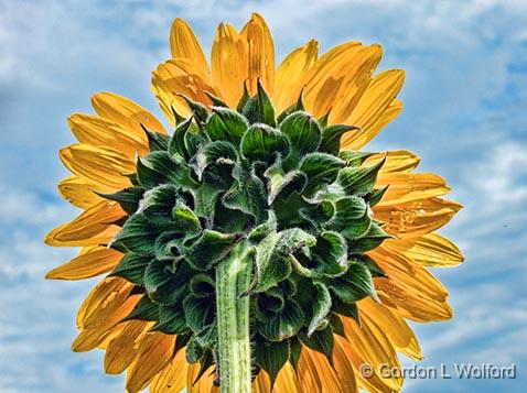 Sunflower Backside_01575.jpg - Photographed at Ottawa, Ontario, Canada.